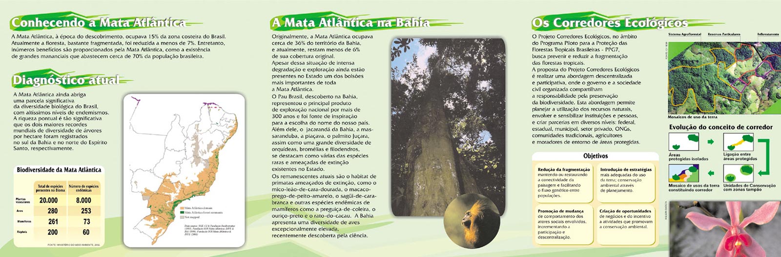 No miolo do folder 'Corredor Central da Mata Atlântica na Bahia', apresentamos informações sobre a Mata Atlântica, incluindo seu diagnóstico atual, a situação na Bahia e os Corredores Ecológicos. Projeto de design gráfico por Nêio Mustafa.